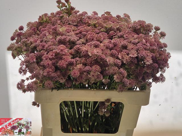 <h4>ASTR PINK SENSATION</h4>