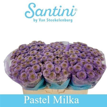 <h4>CHR S DAVINA KLB PASTEL MILKA</h4>