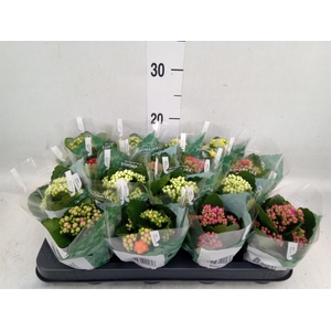 Kalanchoe blos. 'RosDon Collection'