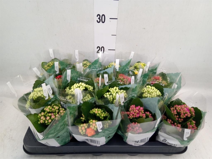 <h4>Kalanchoe blos. 'RosDon Collection'</h4>