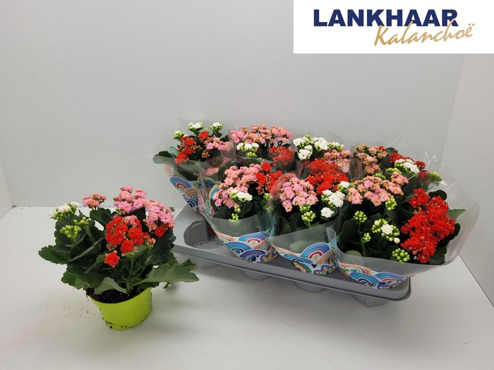 <h4>KAL GE GEM I POT</h4>