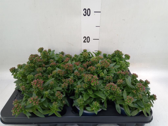 <h4>Crassula schmidtii</h4>