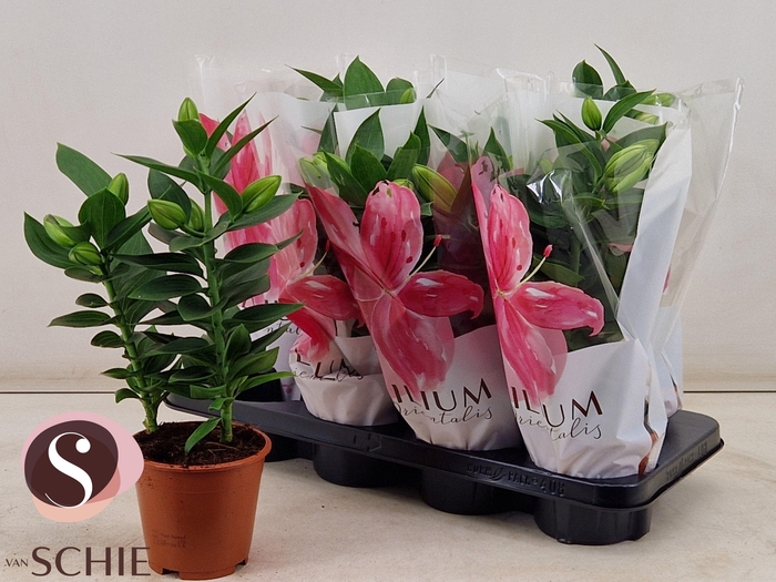 <h4>LIL OR SOUVENIR</h4>