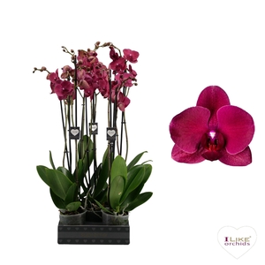 Phalaenopsis Montreux - 2 tak 80cm