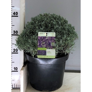 Lavandula ang. Hidcote