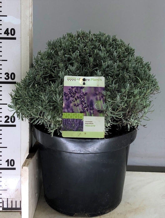 <h4>Lavandula ang. Hidcote</h4>