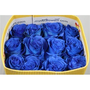 Rosa GR  ...colored  H%