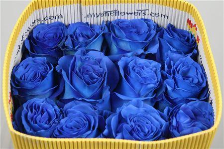 <h4>Rosa GR  ...colored  H%</h4>