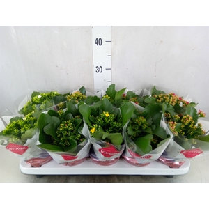 Kalanchoe blos.   ..mix 6