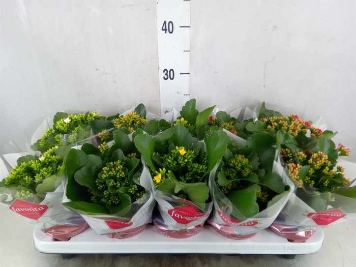 <h4>Kalanchoe blos.   ..mix 6</h4>
