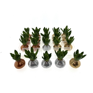 Wax Hyacint Herfstkleuren 'Gold-Silver-Bronze mix'