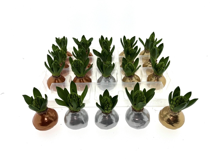 <h4>Wax Hyacint Herfstkleuren 'Gold-Silver-Bronze mix'</h4>