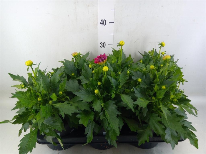<h4>Dahlia  'Hypnotica Tropc Bree'</h4>