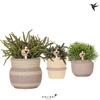 Kolibri Greens Rhipsalis mix in Ethnic pot khaki mix