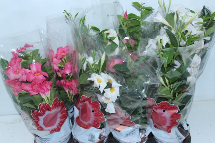 <h4>DIPLADENIA P15</h4>