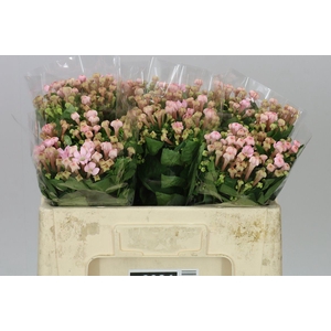 Bouv En Sweet Jewel