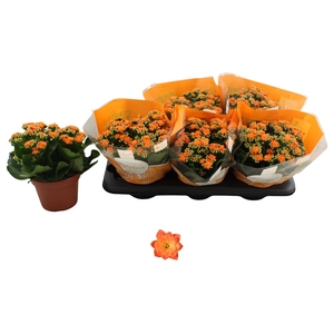 KALAN CALAN ORANGE P15