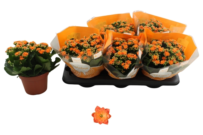 <h4>KALAN CALAN ORANGE P15</h4>