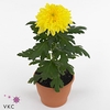 Chrysant Zembla Geel