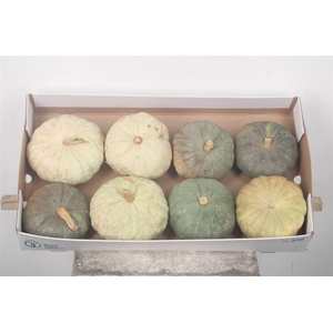 Cuc P Tutti Frutti X8