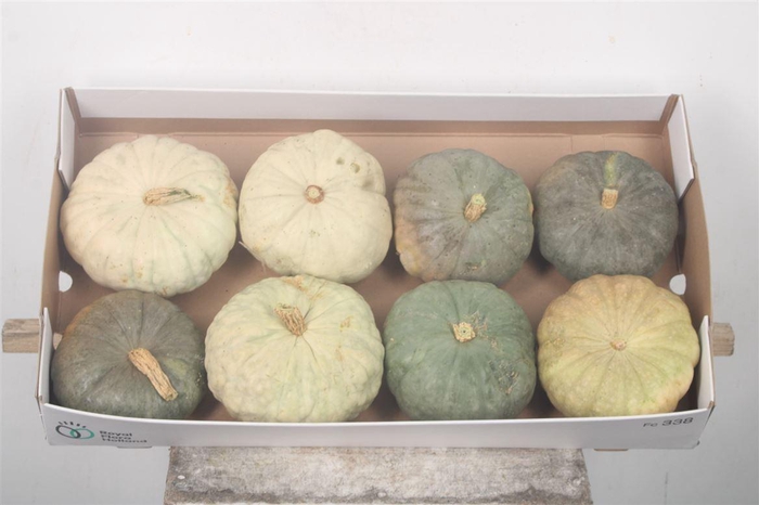 <h4>Cuc P Tutti Frutti X8</h4>