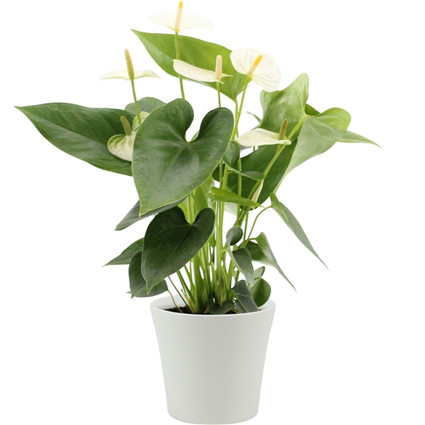 <h4>Anthurium Cocos in Boston ceramics</h4>