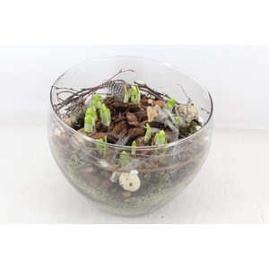 arr4 Narcis MB - Glas coupe x2