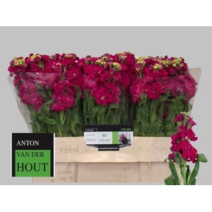 MATTH IMPALA ROSE