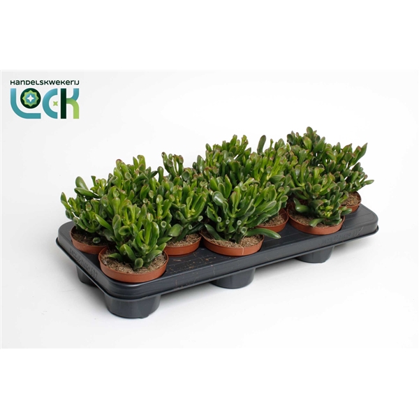 <h4>Crassula Horn Tree</h4>