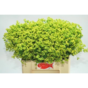 ALCHEMILLA MOLLIS 'ROBUSTICA'