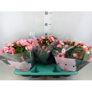 Begonia elat. EN 'Betulia Candy'