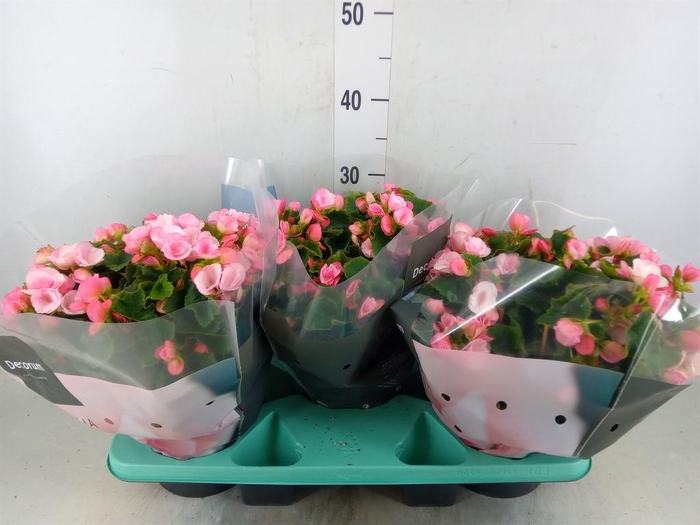 <h4>Begonia elat. EN 'Betulia Candy'</h4>