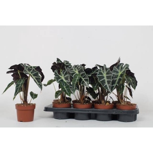 .Alocasia x amazonica
