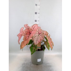 Caladium   ...