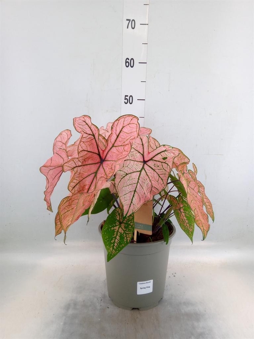 <h4>Caladium   ...</h4>