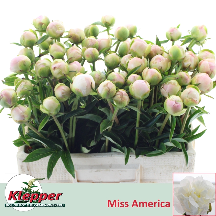 <h4>PAEO L MISS AMERICA</h4>