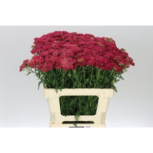 Achillea Summerwine