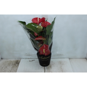 ANTHURIUM MICHIGAN P17 PREMIUM
