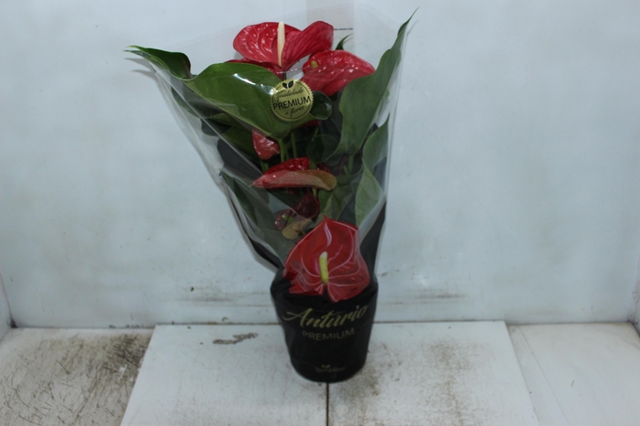 <h4>ANTHURIUM MICHIGAN P17 PREMIUM</h4>