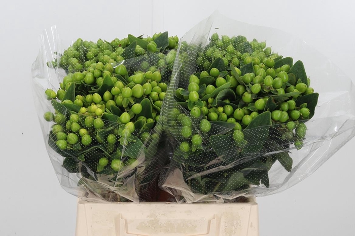 <h4>Hyp Mag Mirage</h4>