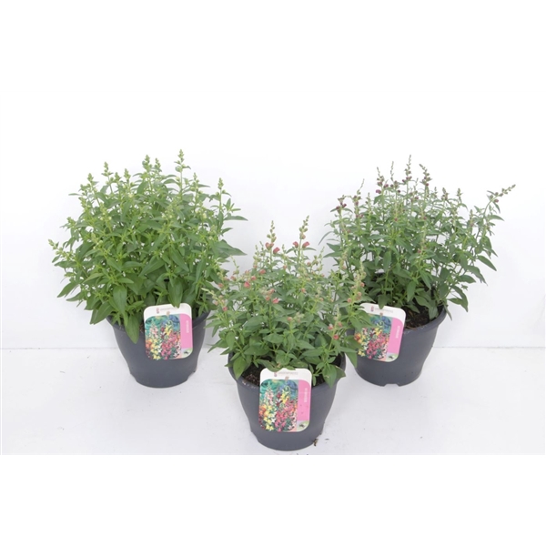 <h4>Antirrhinum Sonnet mix</h4>