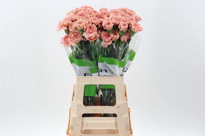 <h4>Dianthus ST 'Caramel'</h4>
