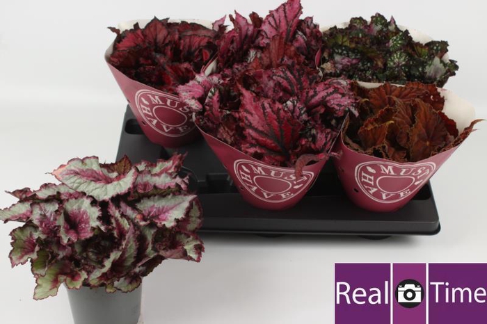 <h4>BEG BEL GEM</h4>