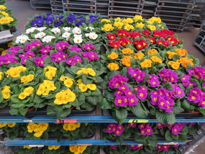 <h4>PRIM AC MIXK</h4>