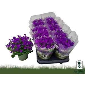 CAMP POR BLU GET MEE