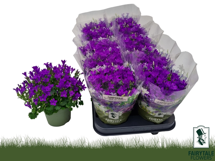 <h4>CAMP POR BLU GET MEE</h4>