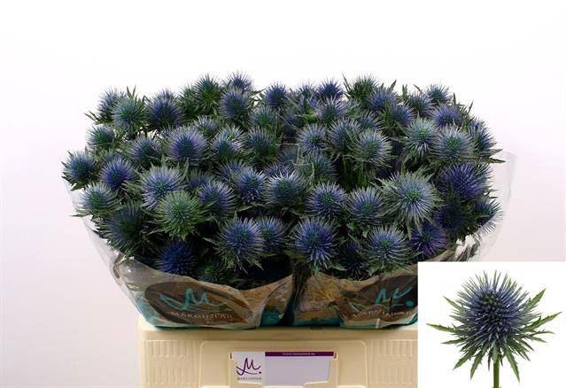 <h4>ERYNGIUM  'MAGNETAR QUESTAR'</h4>