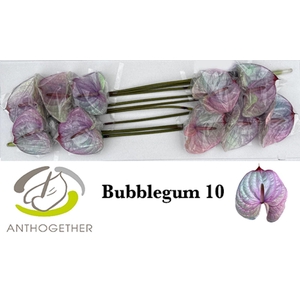 Anth. andr. DYED Bubblegum