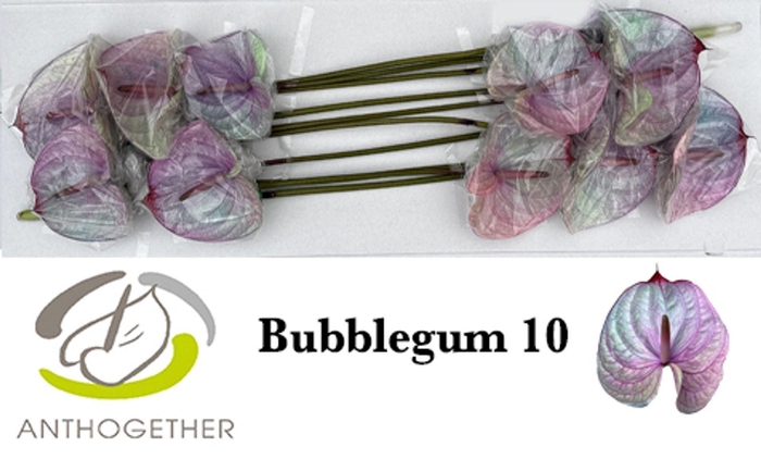 <h4>Anth. andr. DYED Bubblegum</h4>