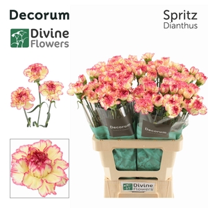 Dianthus ST 'Spritz'